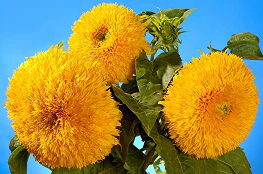 Hoa hướng dương Sungold khổng lồ Hoa hướng dương Sungold khổng lồ