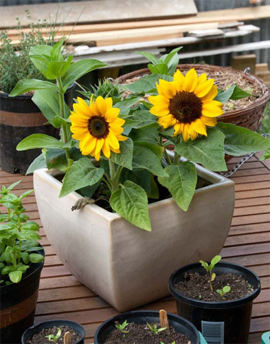 Hoa hướng dương lùn Hoa hướng dương lùn