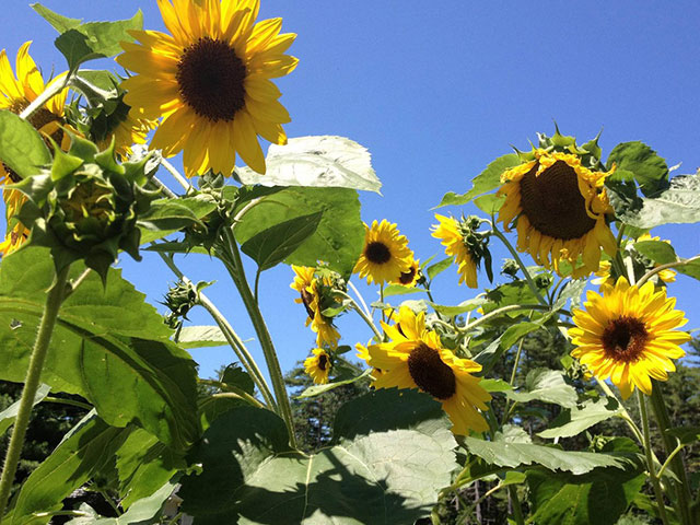 Hoa hướng dương voi ma mút Nga Hoa hướng dương voi ma mút Nga