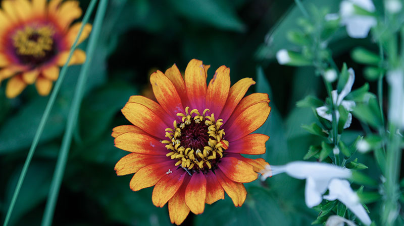 Hoa hướng dương Becka nhỏ Hoa hướng dương Becka nhỏ