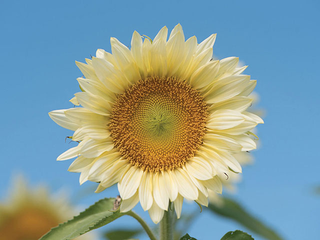 Hoa hướng dương trắng Hoa hướng dương trắng