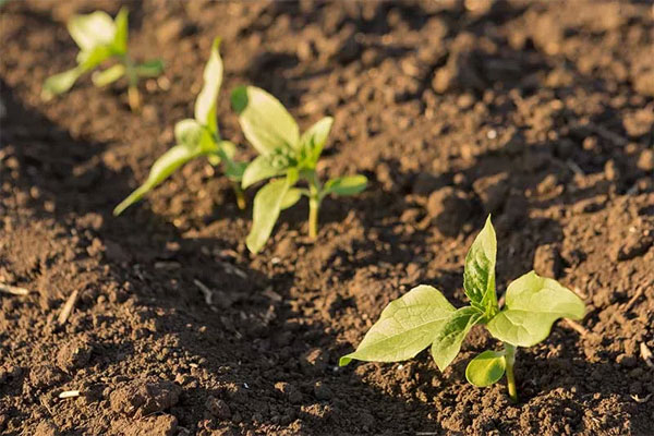 Cách trồng hoa hướng dương