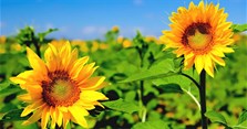 Hoa hướng dương trồng bao lâu ra hoa? Cách trồng và chăm sóc hoa hướng dương