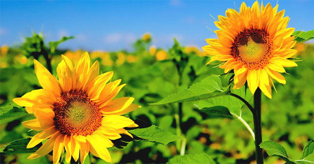 Ý nghĩa số lượng hoa hướng dương khi tặng Ý nghĩa số lượng hoa hướng dương khi tặng