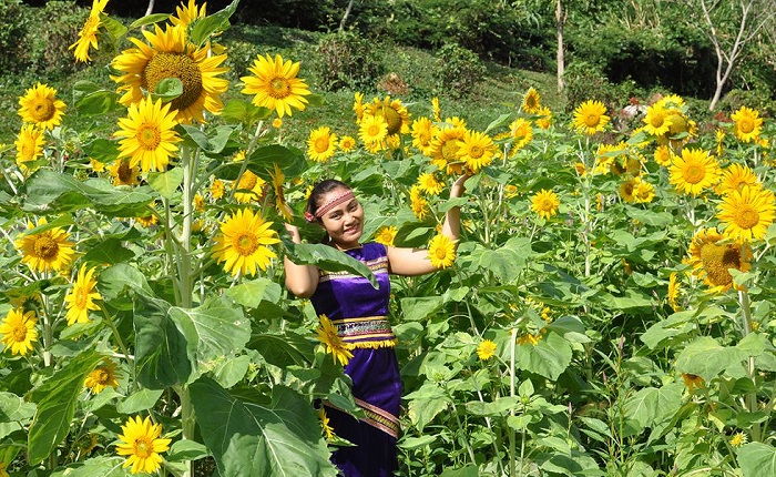 Vườn hoa hướng dương Yang Bay, Khánh Hòa