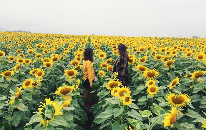 Cánh đồng hoa hướng dương Tàm Xá, Đông Anh, Hà Nội