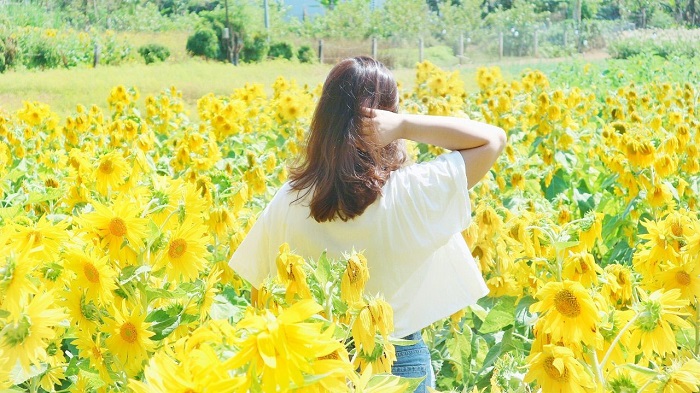 Cánh đồng hoa hướng dương Bà Rịa