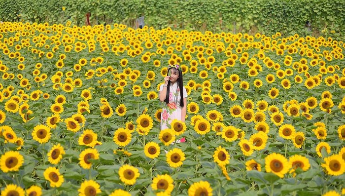 Cánh đồng hoa hướng dương Mãn Đình Hồng