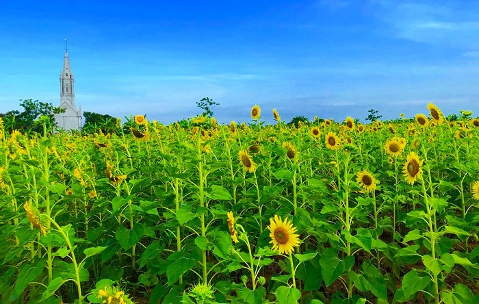 Cánh đồng hoa hướng dương Thái Bình