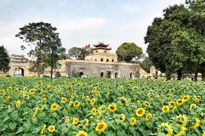 Vườn hoa hướng dương Hà Nội