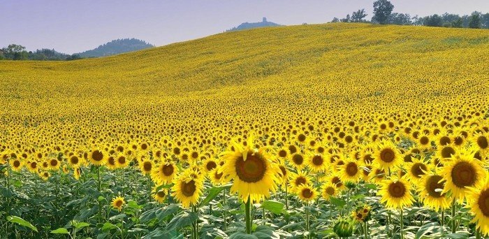 Cánh đồng hoa hướng dương Nghệ An