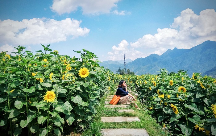 Đồi hoa hướng dương Sapa