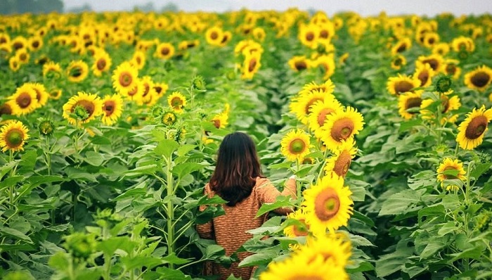 Vườn hoa hướng dương Bửu Long, Biên Hòa, Đồng Nai