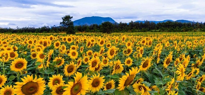 Cánh đồng hoa hướng dương Đà Lạt