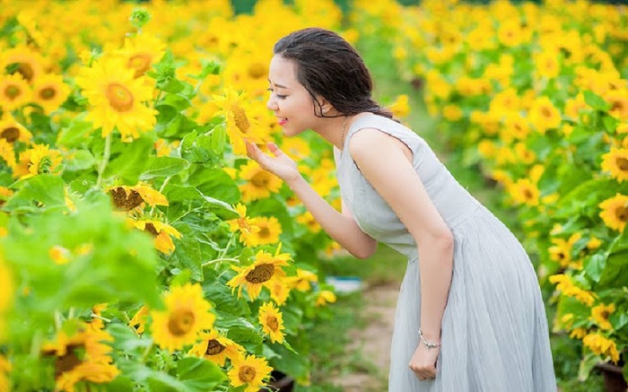 Khu vườn hoa hướng dương Đà Nẵng