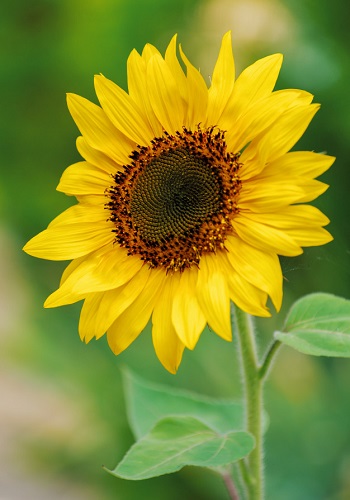 Hoa hướng dương thân nhỏ Hoa hướng dương thân nhỏ