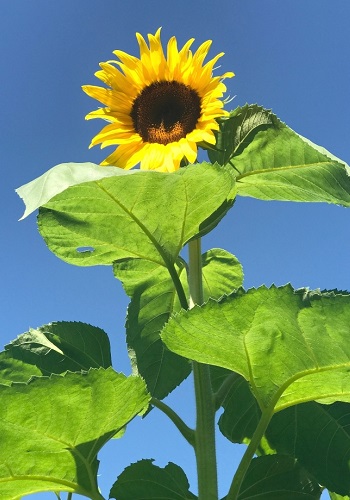 Hoa hướng dương thân to Hoa hướng dương thân to