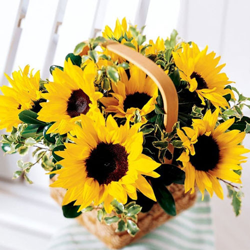 Lẵng hoa hướng dương Lẵng hoa hướng dương