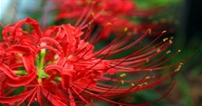 Ý nghĩa hoa bỉ ngạn theo màu sắc (đỏ, xanh, vàng, trắng)