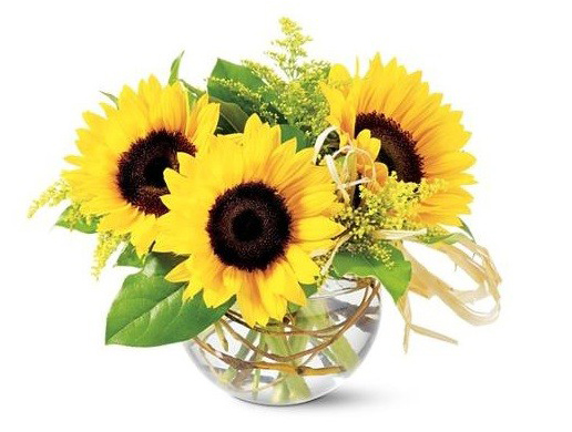 Cắm hoa hướng dương bình tròn để bàn đep Cắm hoa hướng dương bình tròn để bàn đep