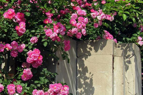 Hình ảnh hoa tầm xuân 2