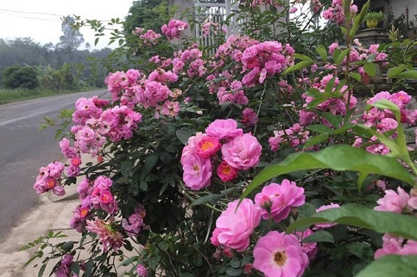 Hướng dẫn cách trồng hoa tầm xuân