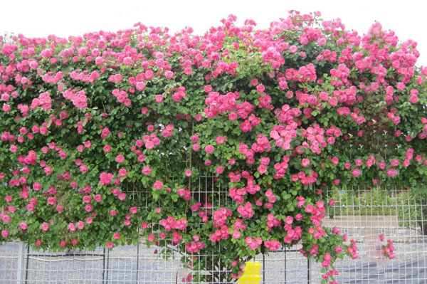 Hình ảnh hoa tầm xuân 3