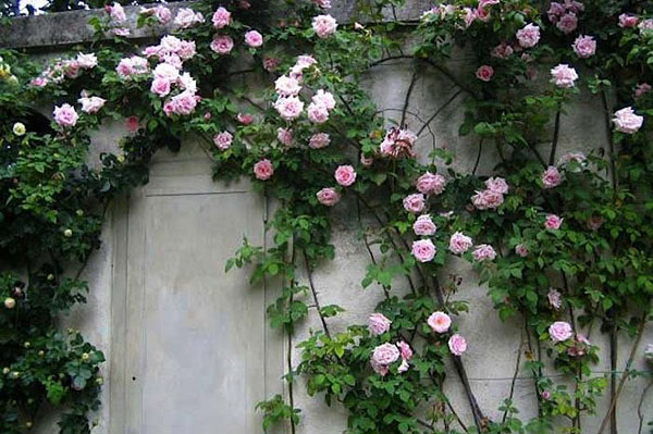 Hình ảnh hoa tầm xuân 4