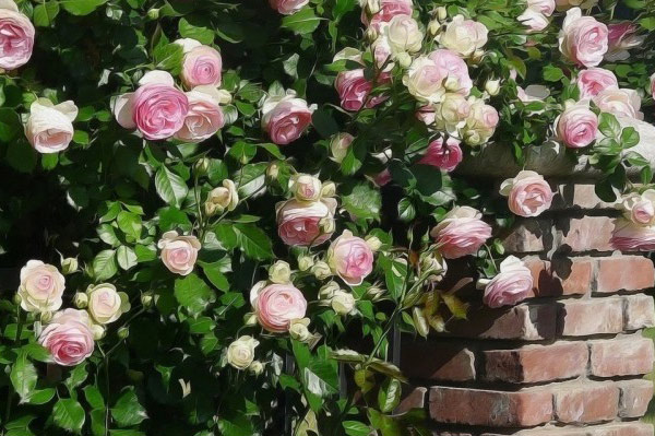 Hình ảnh hoa tầm xuân 5