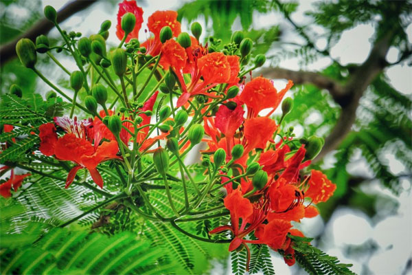 Stt hoa phượng thả thính