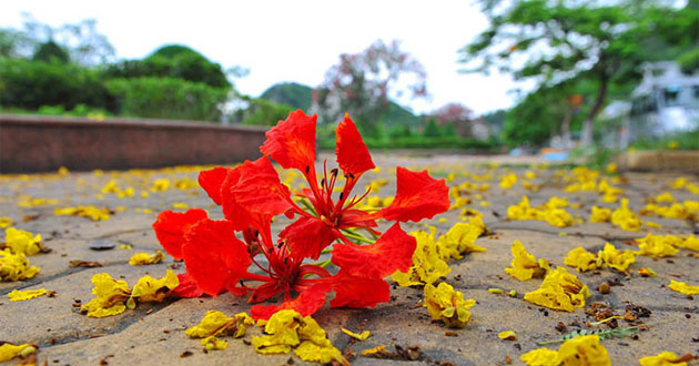 Những bài thơ về hoa phượng Những bài thơ về hoa phượng