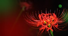 Những câu thơ về hoa bỉ ngạn, stt về hoa bỉ ngạn, những câu nói hay về hoa bỉ ngạn