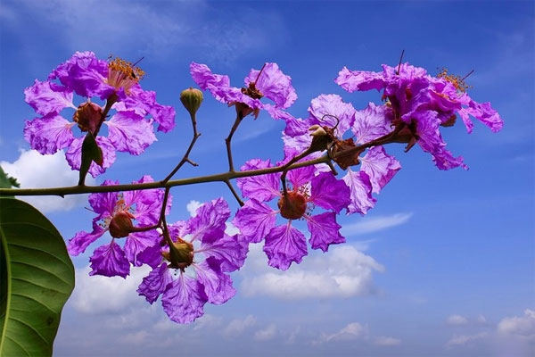 Hoa bằng lăng Hoa bằng lăng