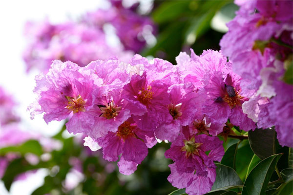 Hoa bằng lăng Hoa bằng lăng