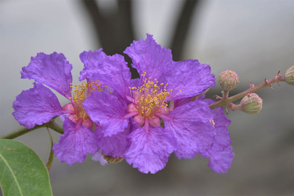 Hoa bằng lăng Hoa bằng lăng