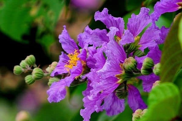 Hoa bằng lăng Hoa bằng lăng