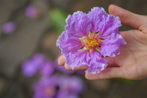 Hoa bằng lăng Hoa bằng lăng