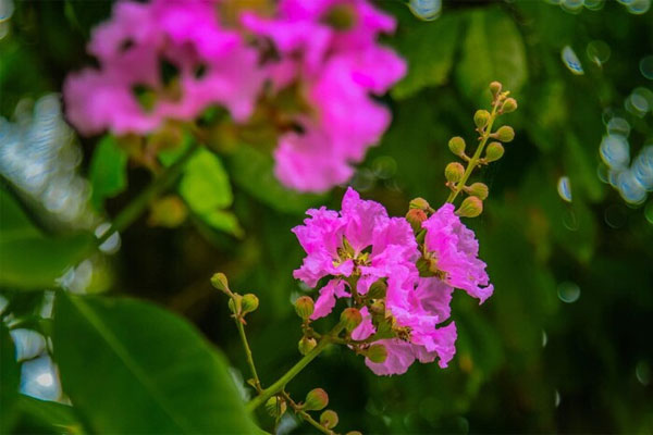 Hoa bằng lăng Hoa bằng lăng