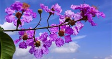 Hoa bằng lăng nở vào mùa nào? Ý nghĩa hoa bằng lăng là gì?