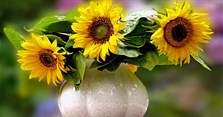 Cách cắm hoa hướng dương bình tròn, bình cao, lọ cao đẹp, tươi lâu đơn giản