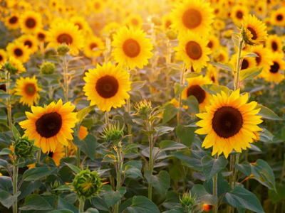 Hoa mặt trời là hoa gì? Ý nghĩa, những câu nói hay, hình ảnh đẹp về hoa mặt trời