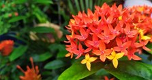Ý nghĩa hoa mẫu đơn ta (hoa trang)? Có nên trồng hoa mẫu đơn ta trước nhà?