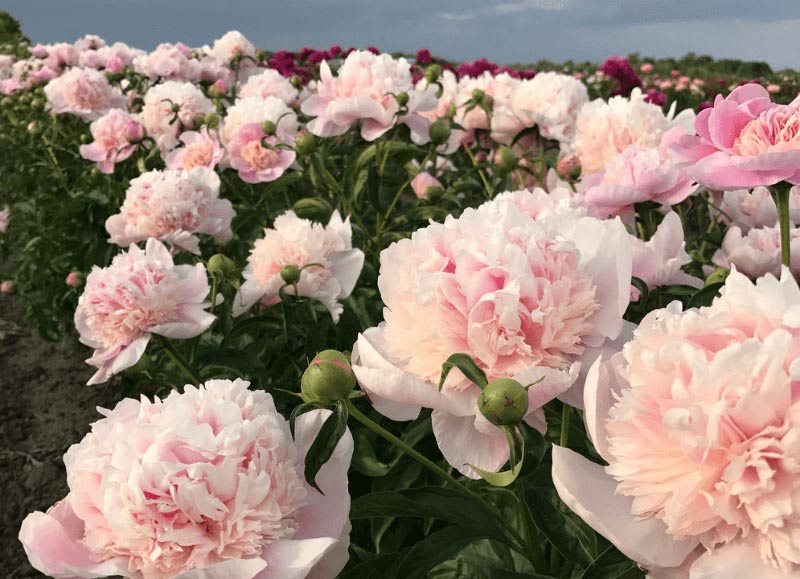 Những bài thơ, stt và câu nói hay về hoa mẫu đơn Những bài thơ, stt và câu nói hay về hoa mẫu đơn