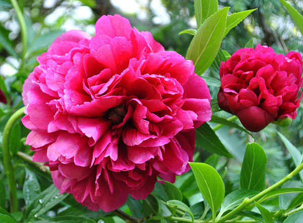 Stt và những câu nói hay về hoa mẫu đơn Stt và những câu nói hay về hoa mẫu đơn