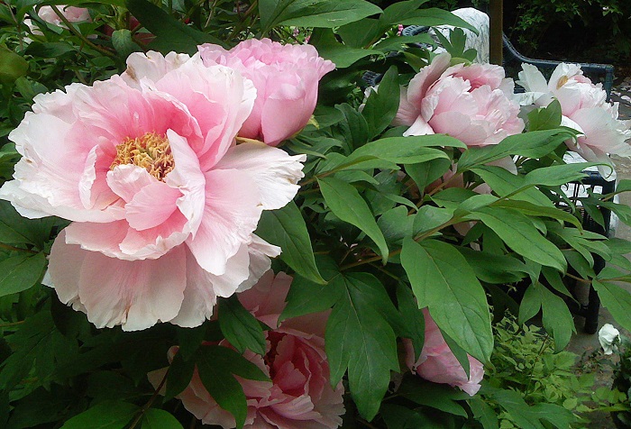 Hoa mẫu đơn Nhật Bản Hoa mẫu đơn Nhật Bản