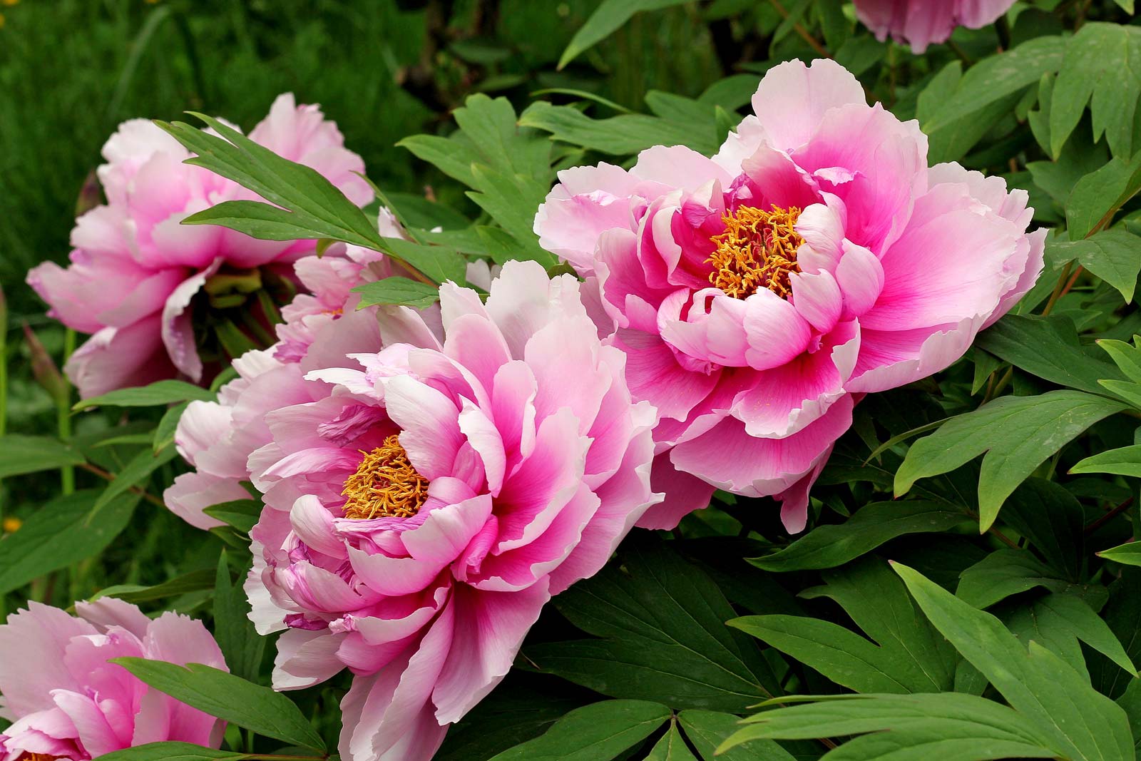 Hoa mẫu đơn Peony Hoa mẫu đơn Peony