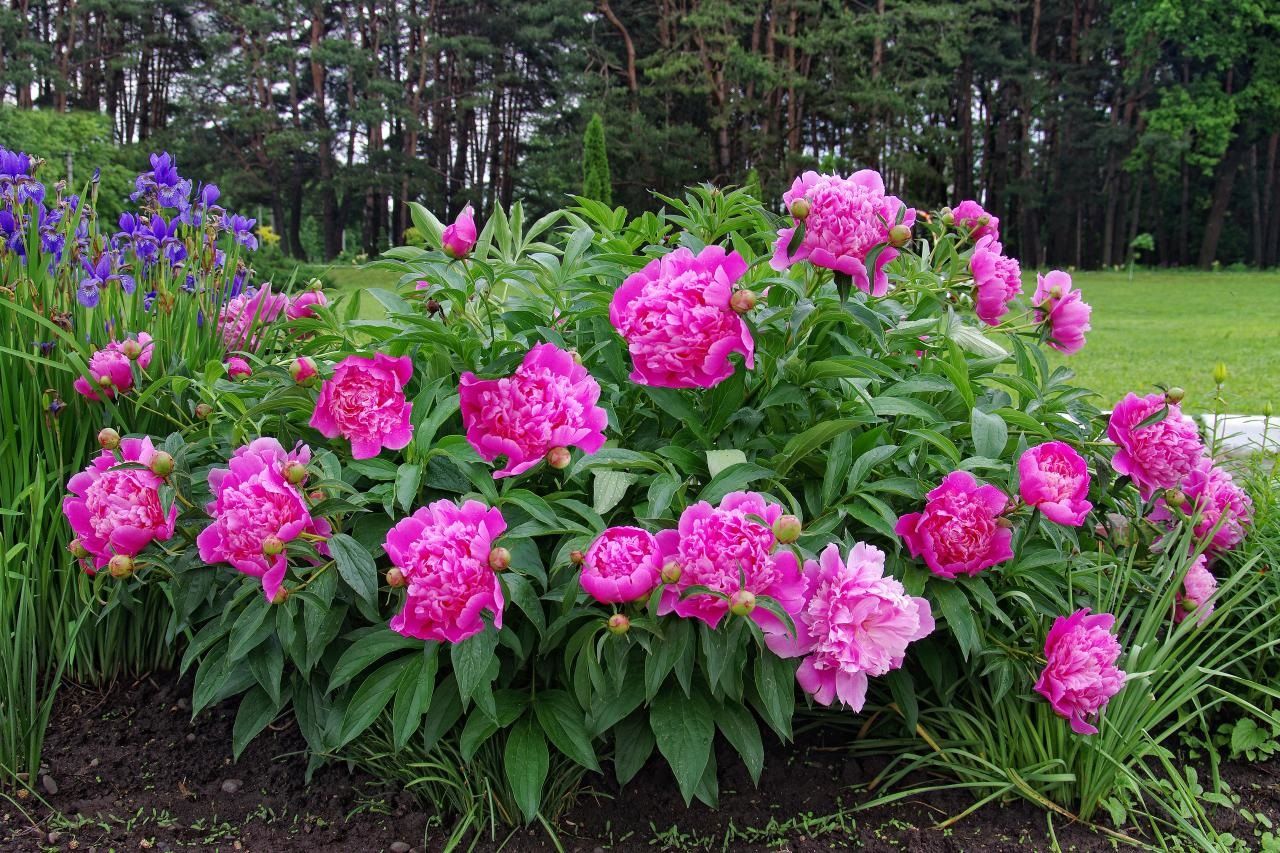 Cây mẫu đơn Peony Cây mẫu đơn Peony