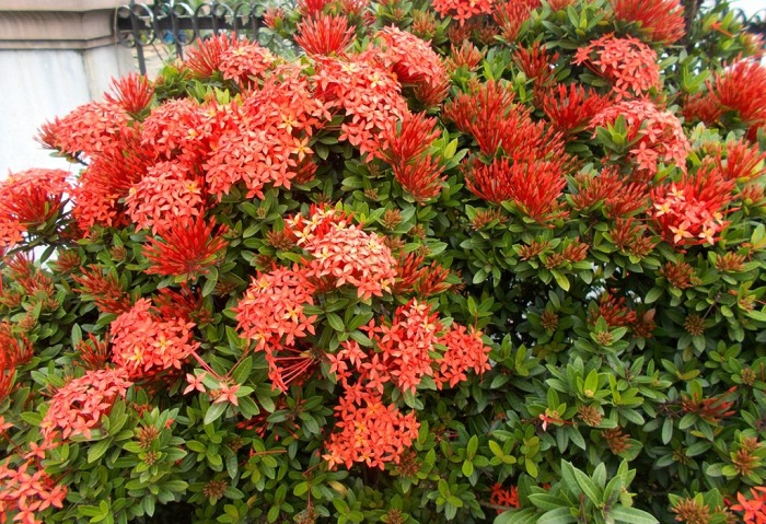 Hoa mẫu đơn Thái Lan Hoa mẫu đơn Thái Lan