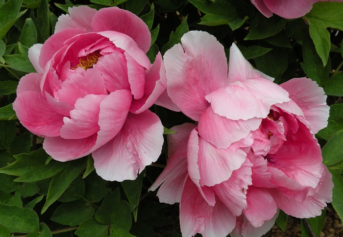 Hoa mẫu đơn Trung Quốc Hoa mẫu đơn Trung Quốc