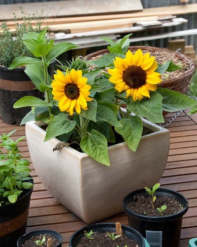 Đôi nét về hoa hướng dương lùn